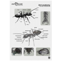 Posters - teaching boards